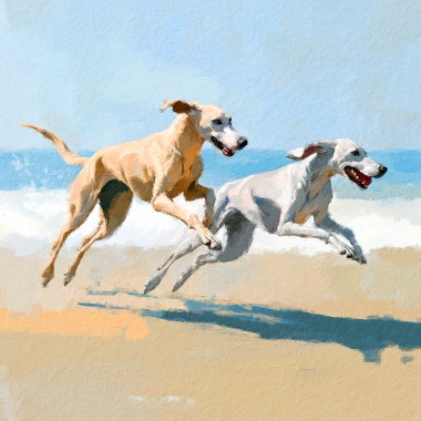 Spelende honden